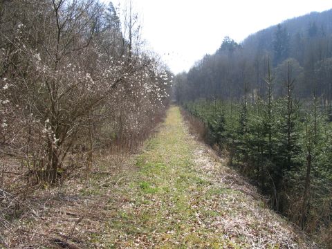 Trasse zum Steinbruch