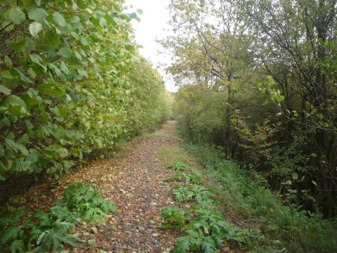 Damm zwischen Hpfingen und Hardheim