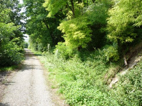 Zwischen Rttingen und Tauberrettersheim