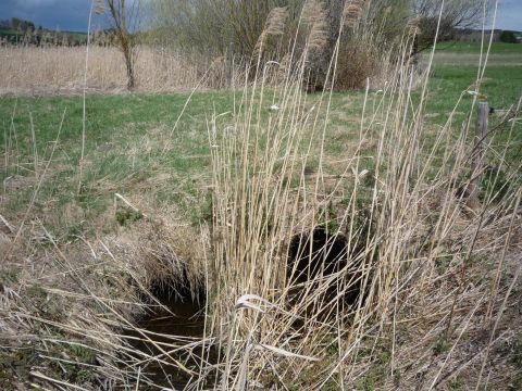 Brcke ber einen Bach