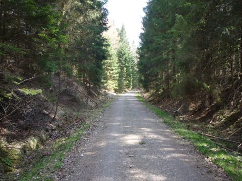 Zwischen Osterzell und Sachsenrieder Forst