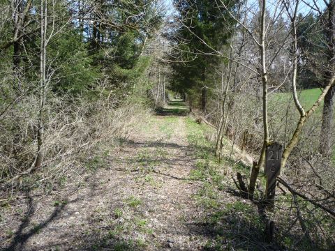 Zwischen Sachsenried und Schwabbruck