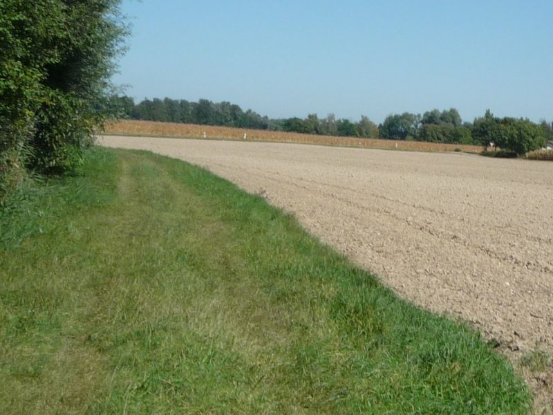 Zwischen Honau und Oberdiersheim